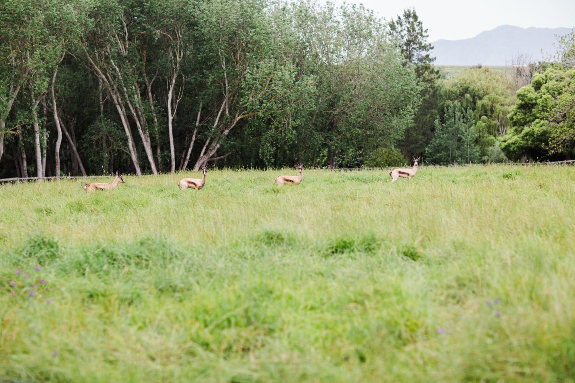 Bed and Breakfast Marshden Estate Stellenbosch Exterior foto